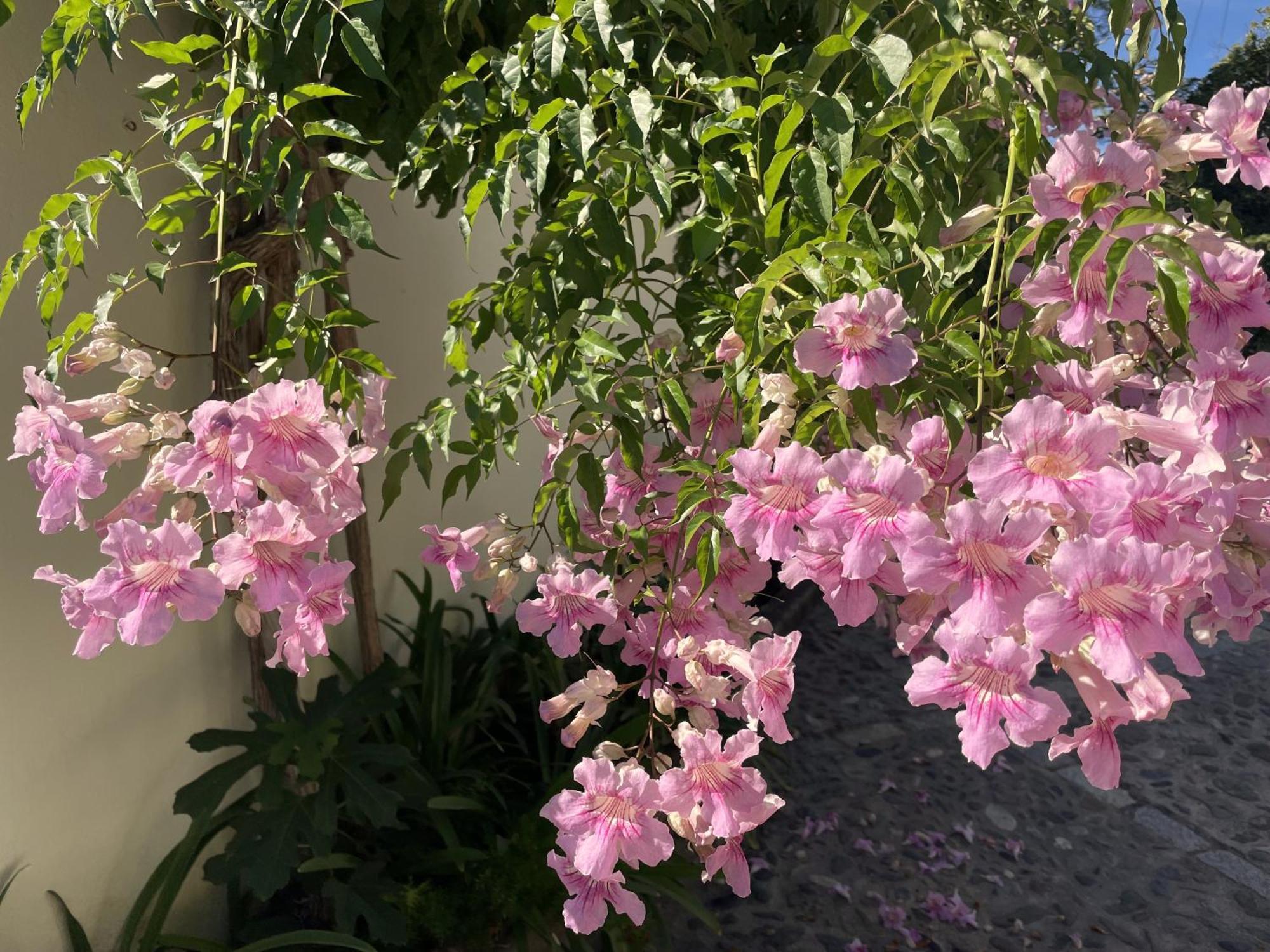 Boutique Hotel Maravilla - Marbella เบนาบีส ภายนอก รูปภาพ